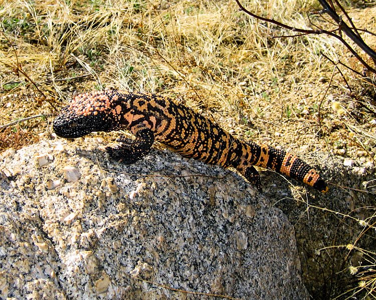 Gila Monster II